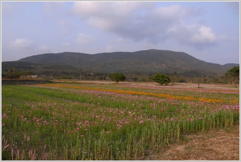 2011-04-16 B16-58-35滿州花海.JPG